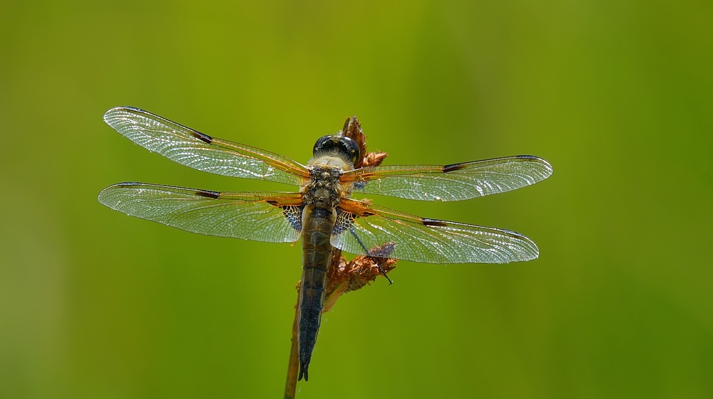 Libelle