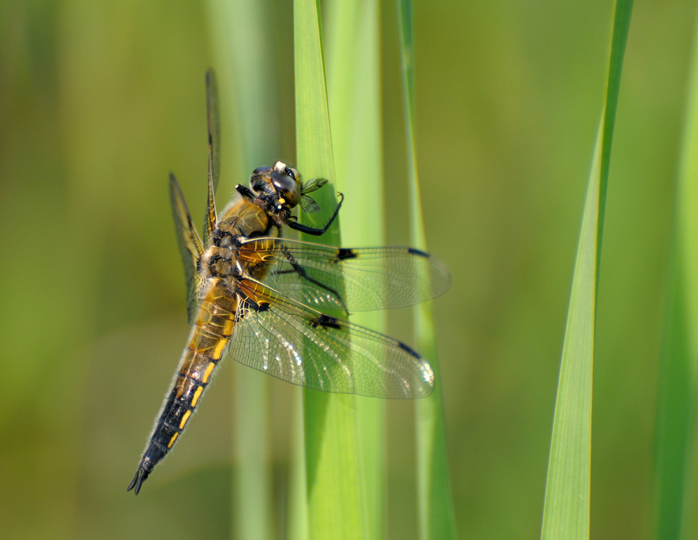 Libelle