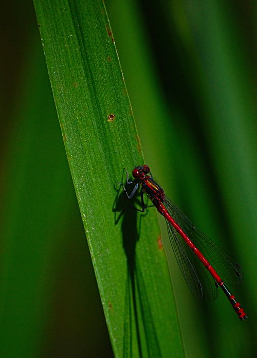 Libelle