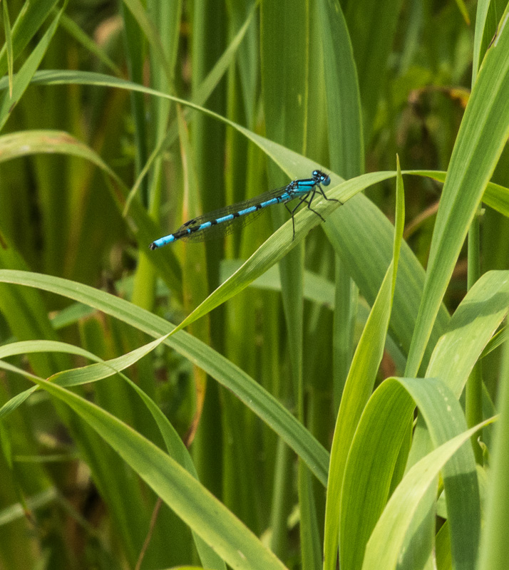 Libelle