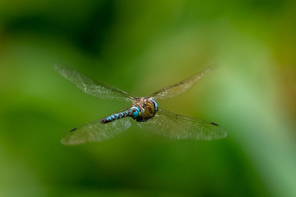 Libelle