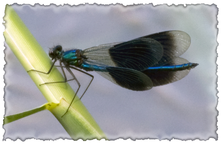 Libelle