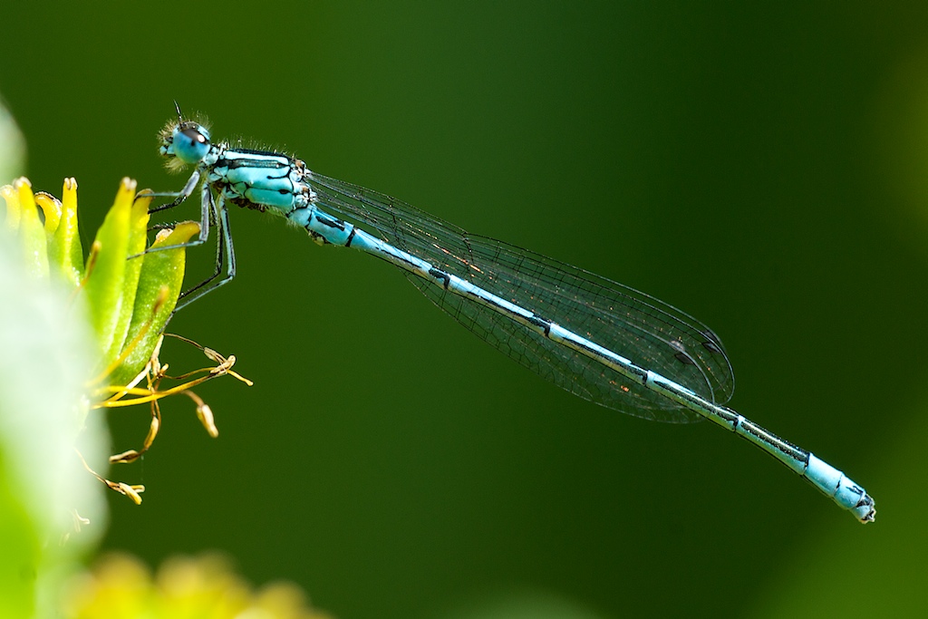 Libelle