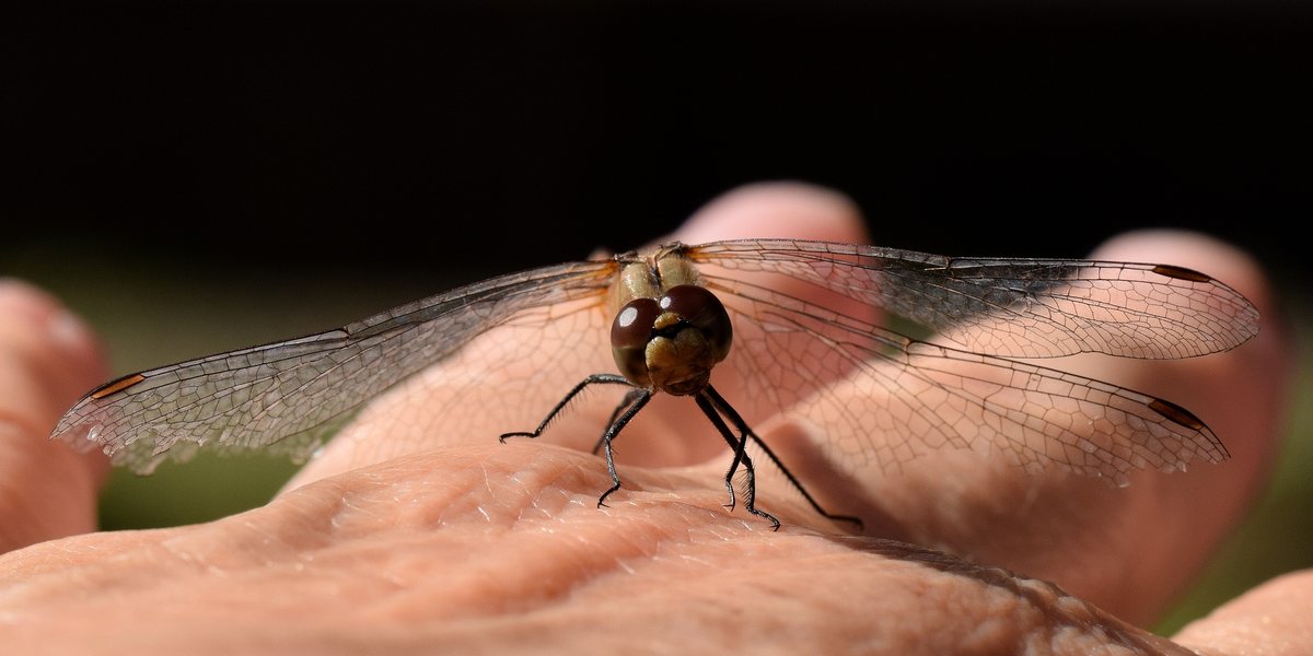 Libelle