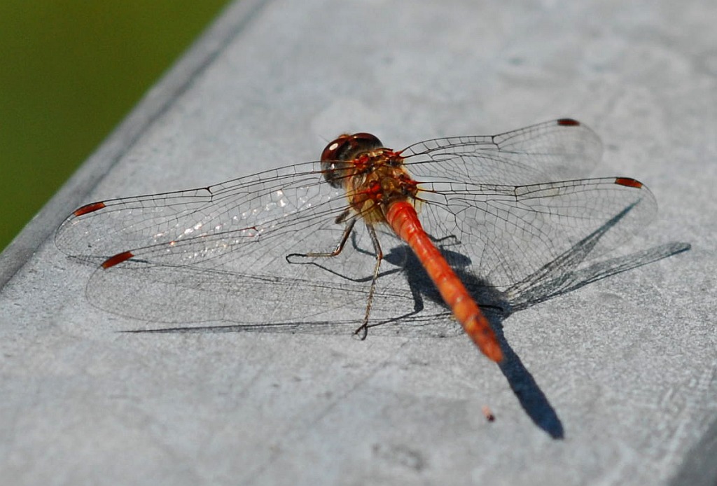 Libelle