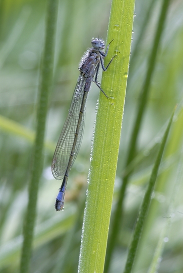 Libelle