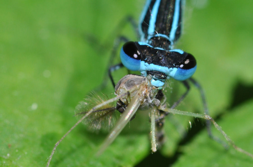 libelle