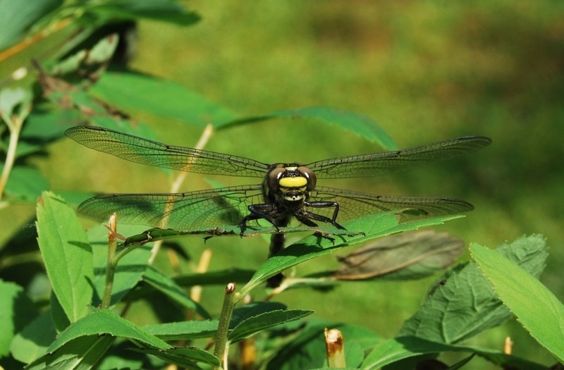 Libelle