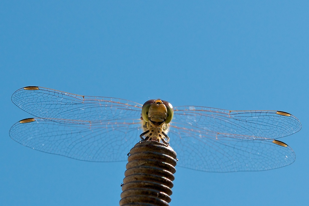Libelle
