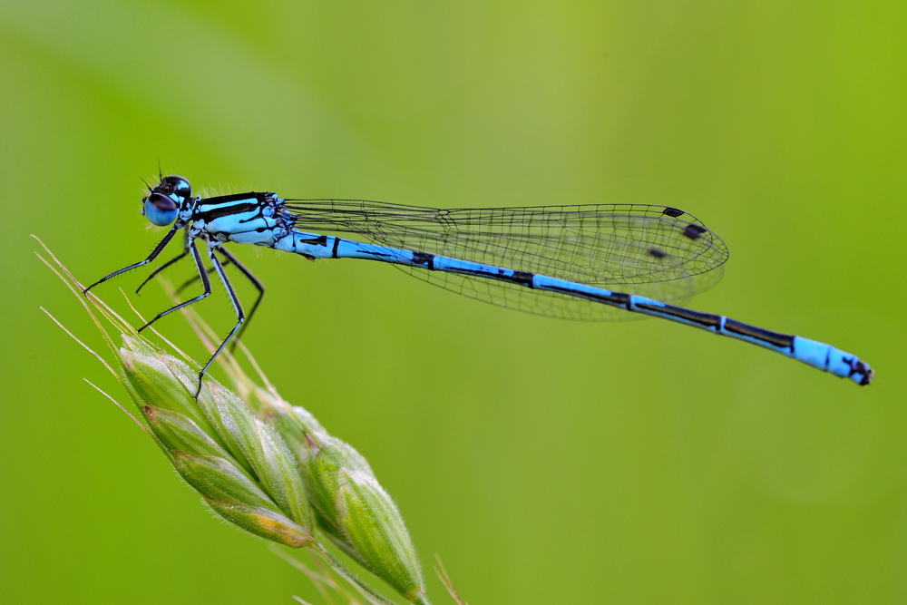 Libelle