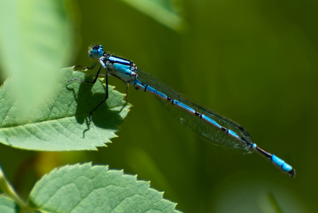 Libelle