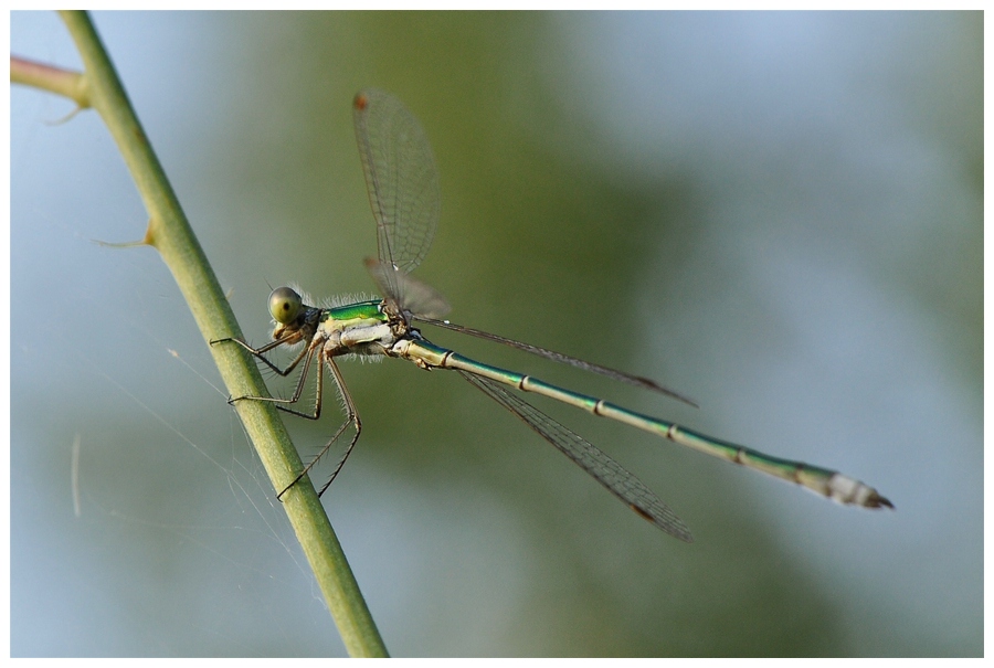 Libelle