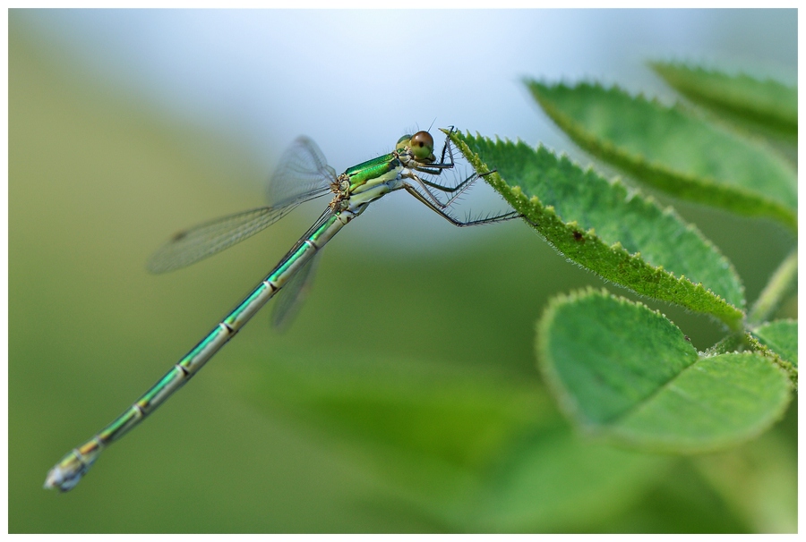 Libelle