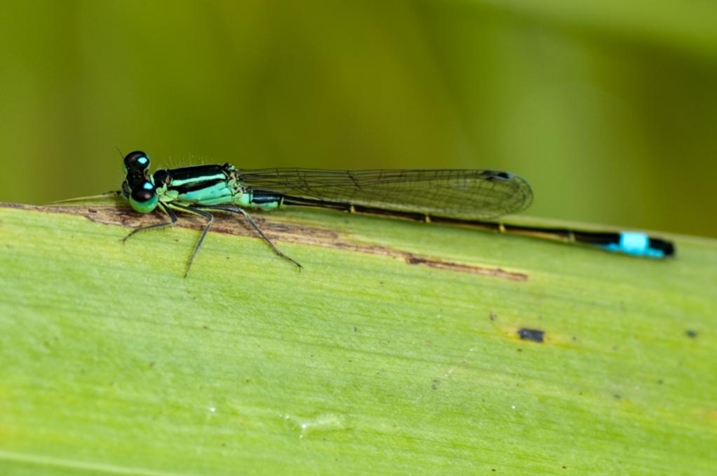 Libelle