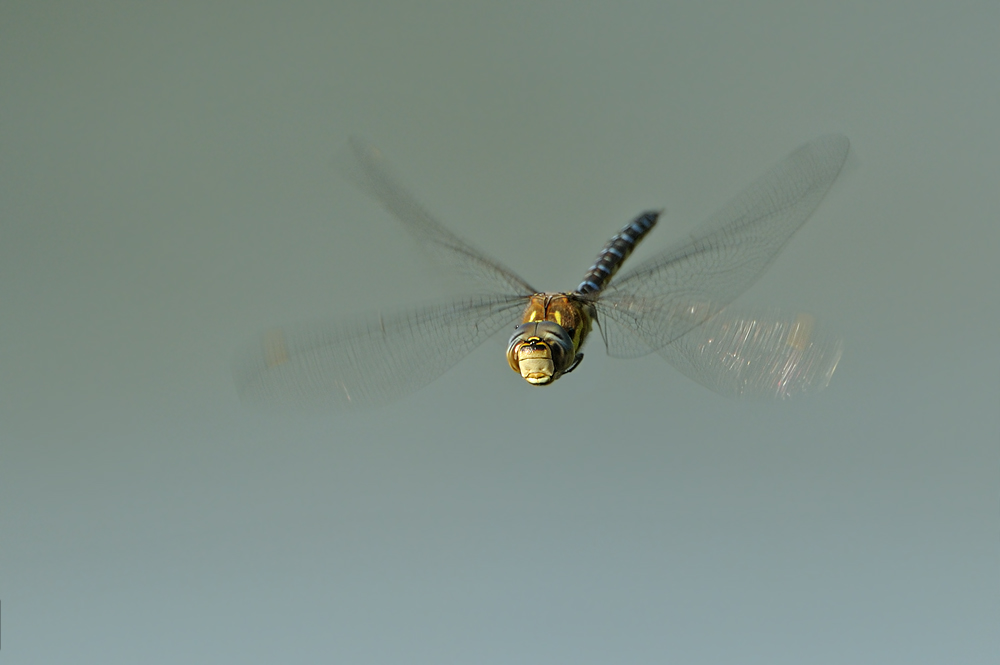 Libelle0549