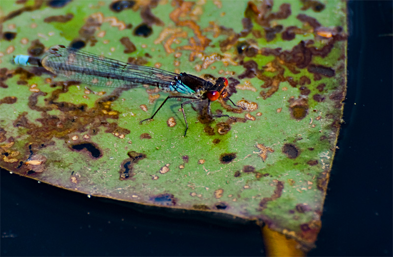 Libelle1 klein