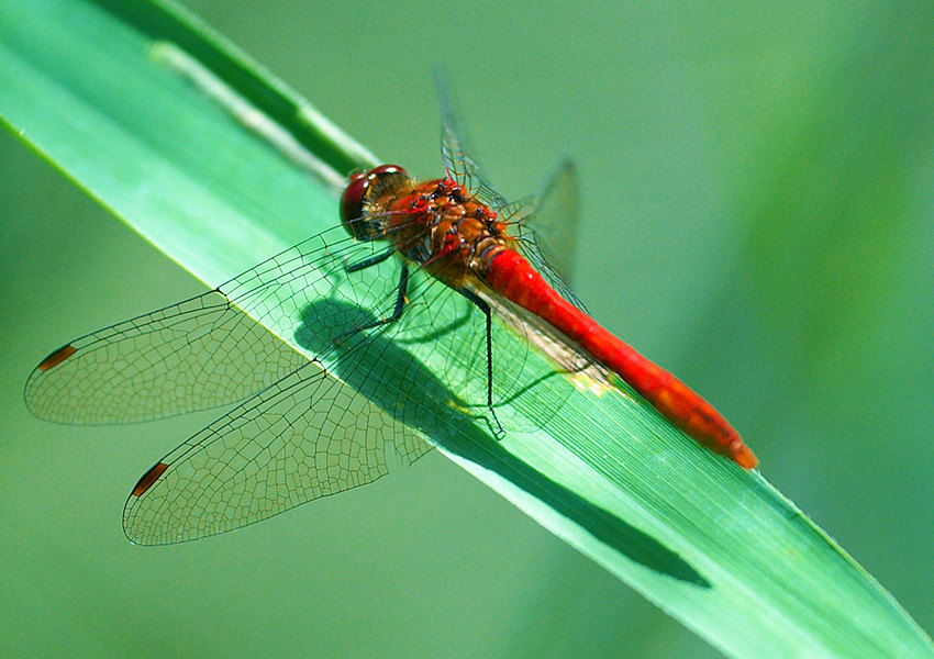 libelle1