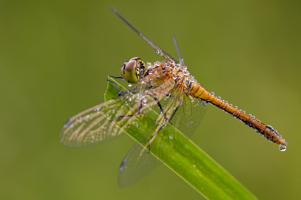 Libelle1730b