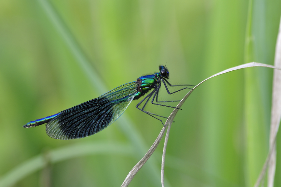 Libelle2