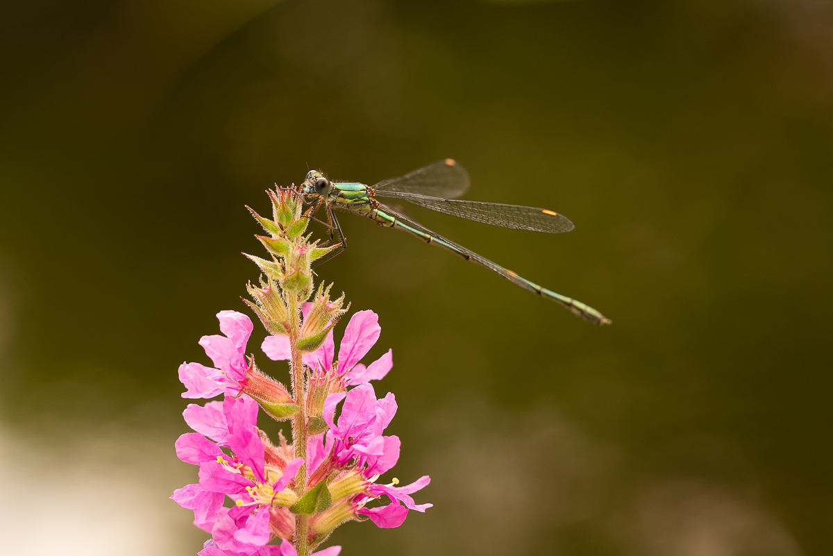 Libelle5.jpg