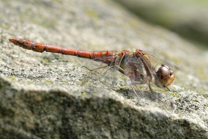Libelle5