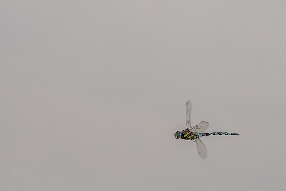 libelle_08.jpg