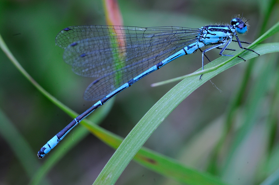 LibelleBlauWebCAA 0799