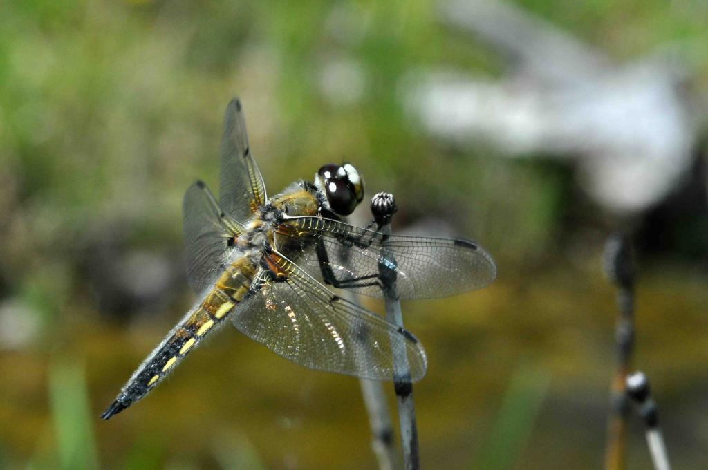 Libellula depressa Weibchen