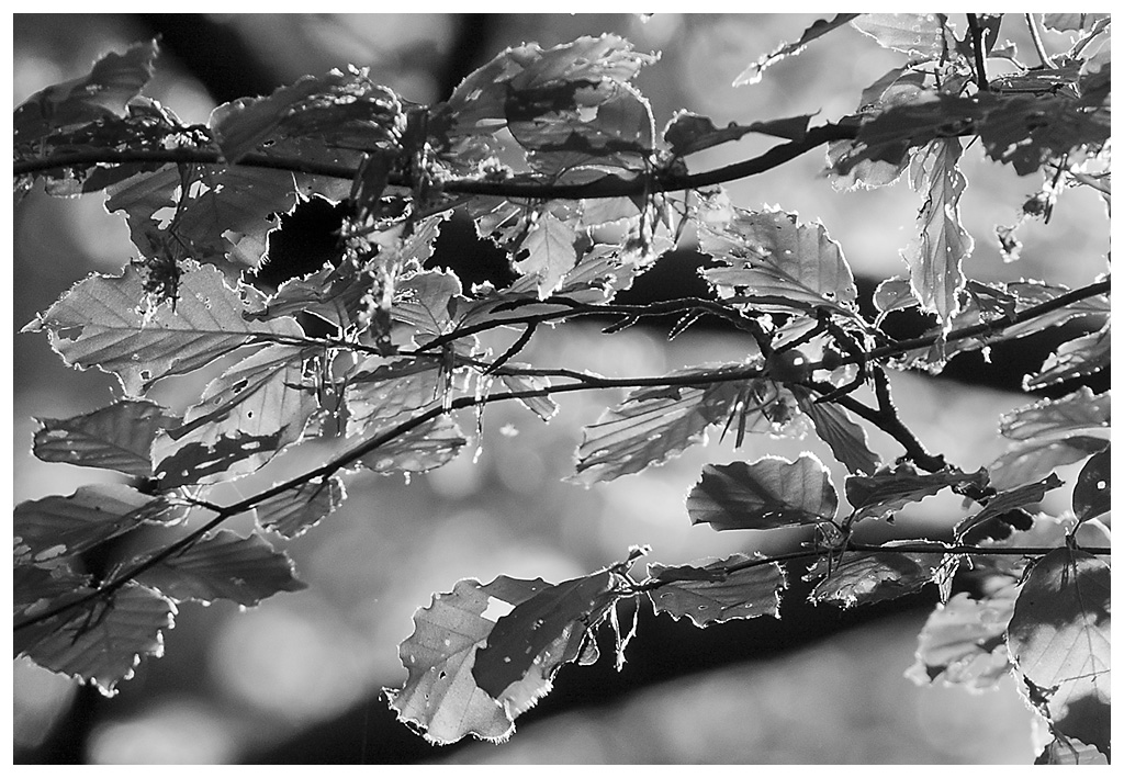 Licht fällt in den Wald 3