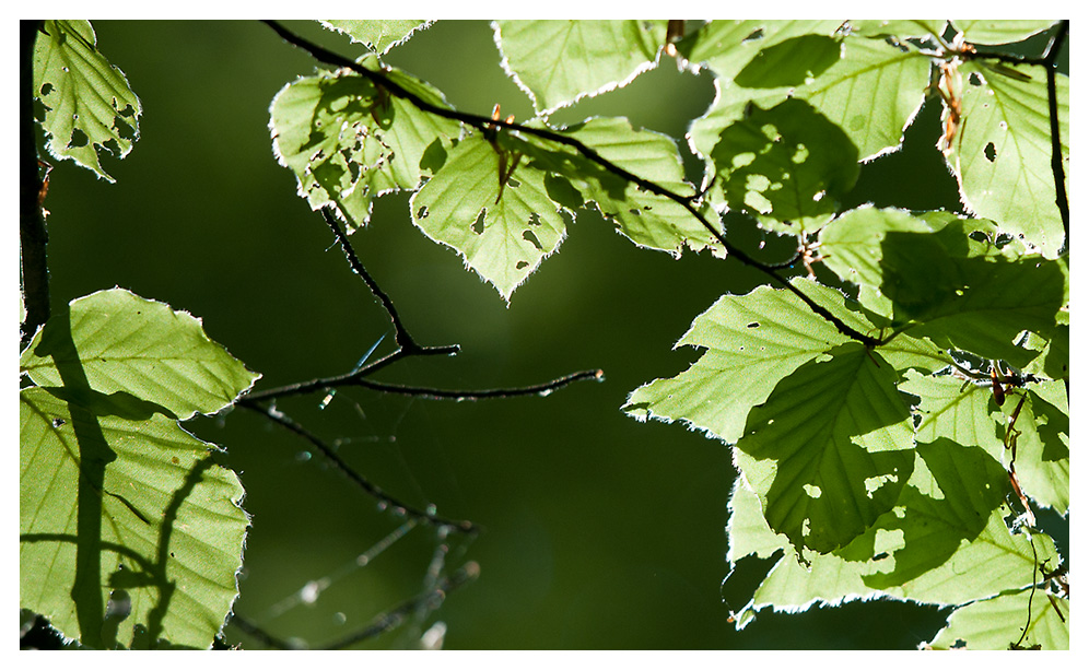 Licht fällt in den Wald 6