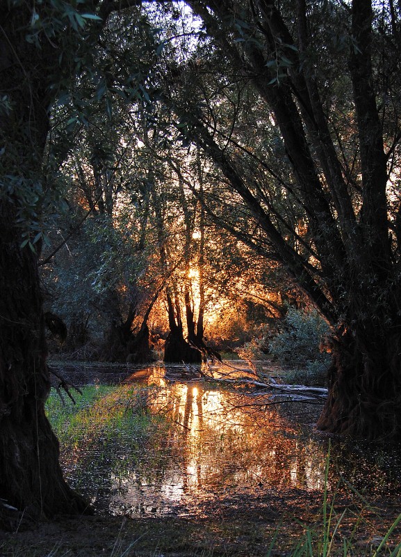 Licht fällt in Wald (naja fast, der Wald steht im Wasser)