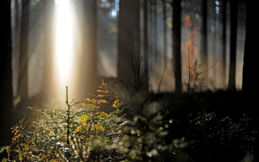 Licht im Dunkel