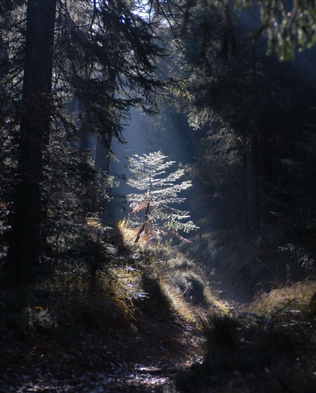Licht im morgendlichen Wald