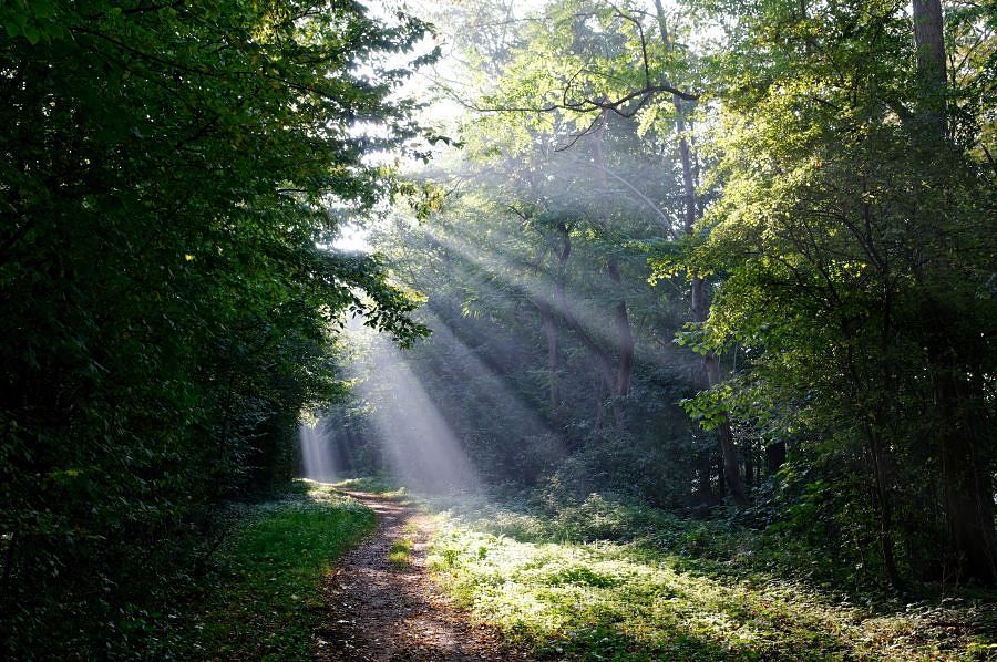Licht im Wald 01