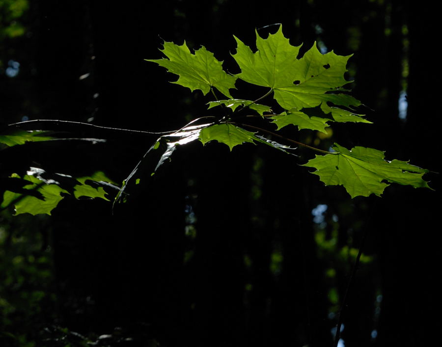 Licht im Wald
