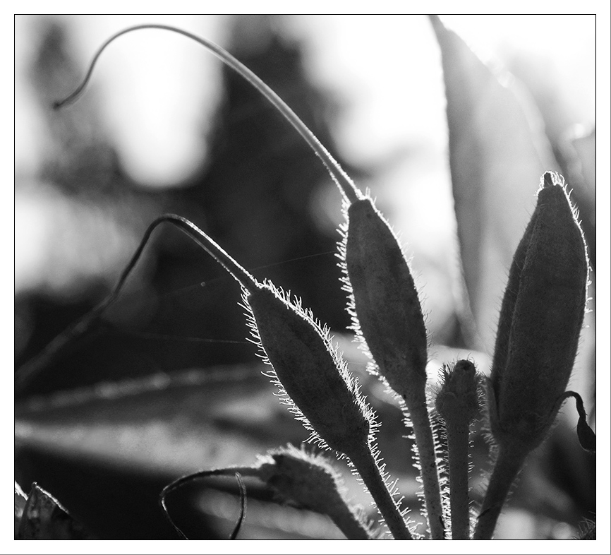 Licht u Schatten