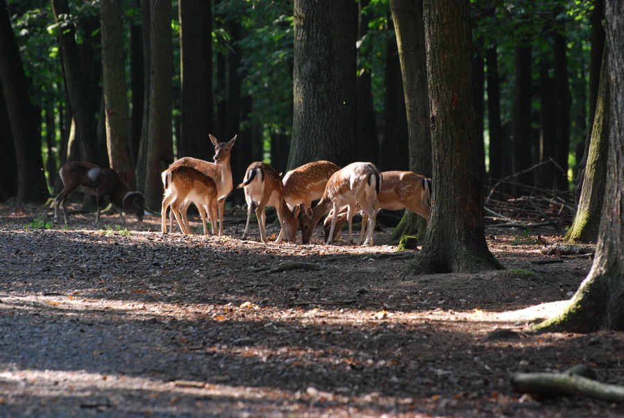Licht und Schatten 1
Im Wald waren die Lichtverhältnisse anspruchsvoll. Man konnte die Tierchen nicht auf einen Sonnenfleck stellen. Aber hier hat es 