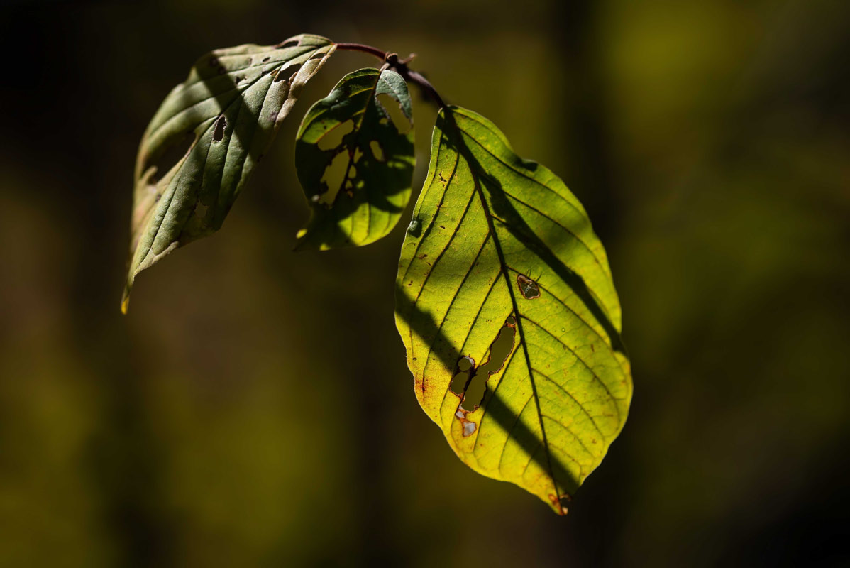 Licht und Schatten.jpg