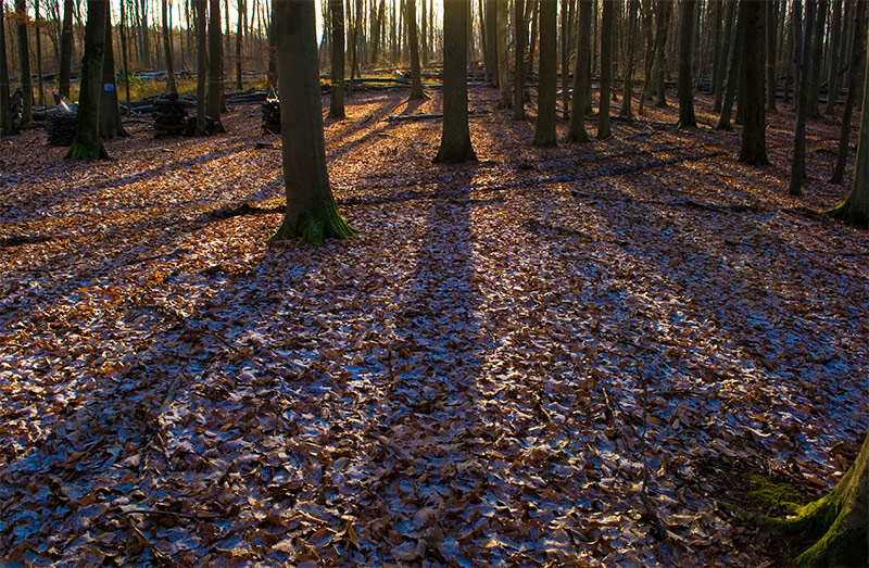 Licht