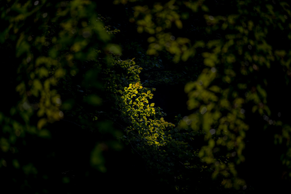 Lichtblick