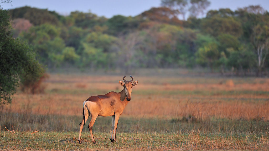 Lichtensteins Kuhantilope
bei Musanza, Kafue
4747