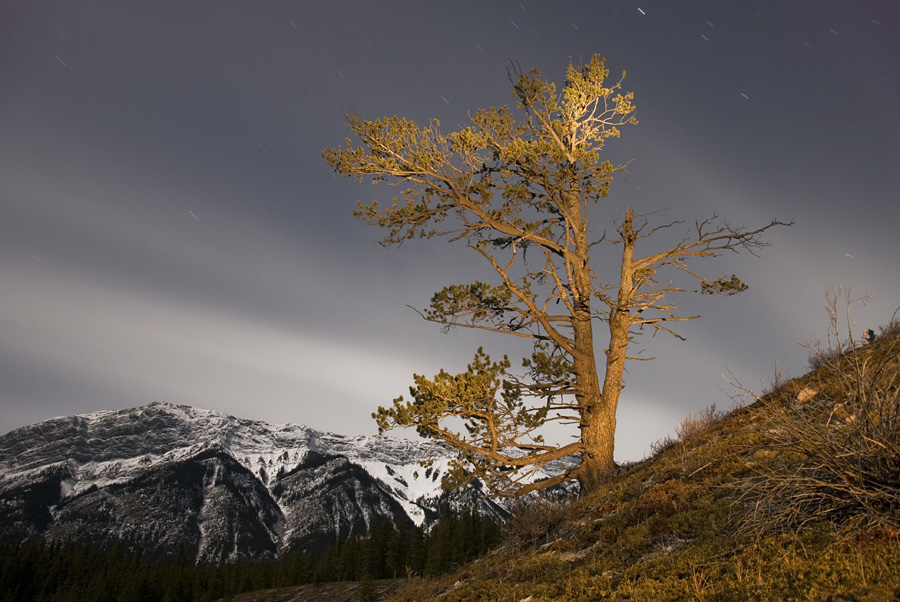 Lichtmalen Baum