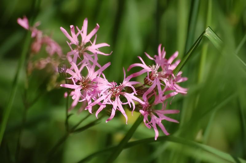 Lichtnelke 
Aufgenommen im Steinauer Naturschutzgebiet