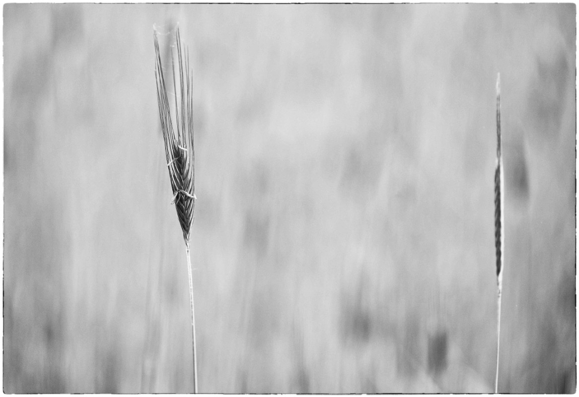 Lichtroggen_2 BW.jpg