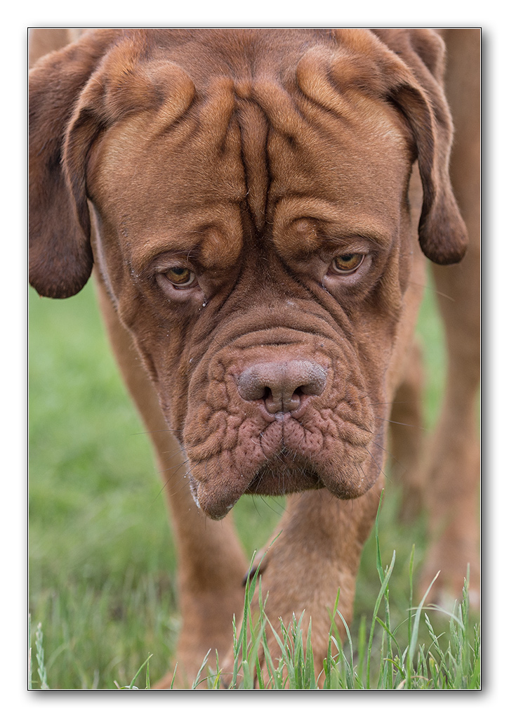 lieb