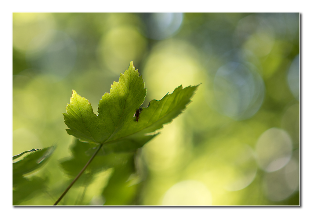 lighning4