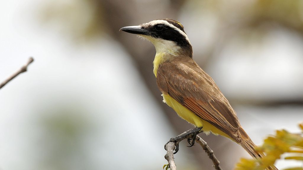 Liktor (Lesser Kiskadee)
Rupununi bei Karanambu
5243