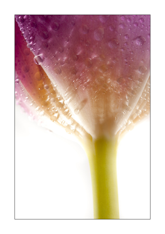 Lila Tulpe