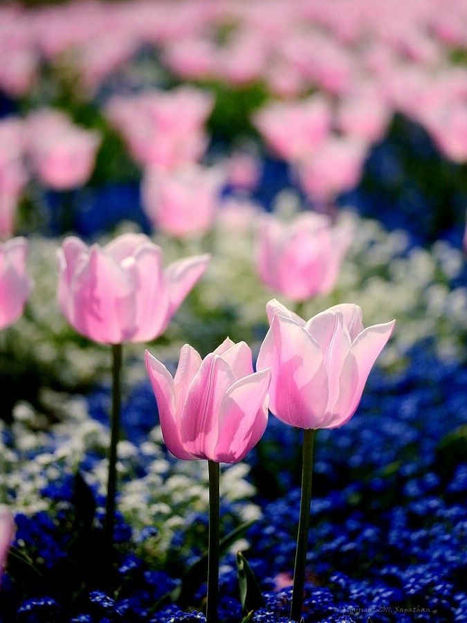 lila Tulpen gecrossed
