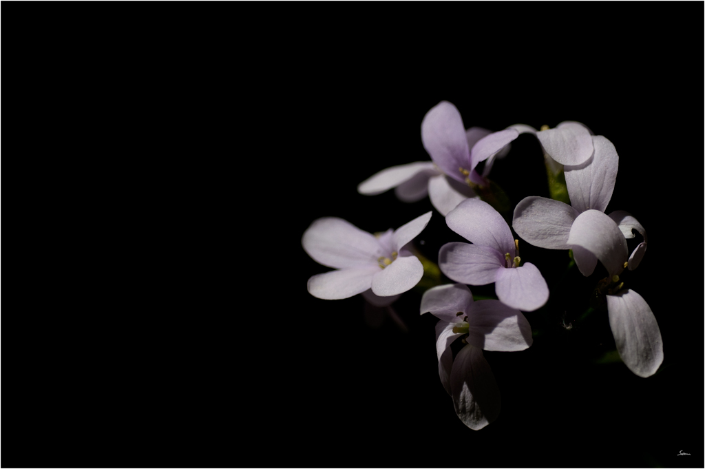 LilaDSC 0028